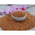 red broomcorn millet